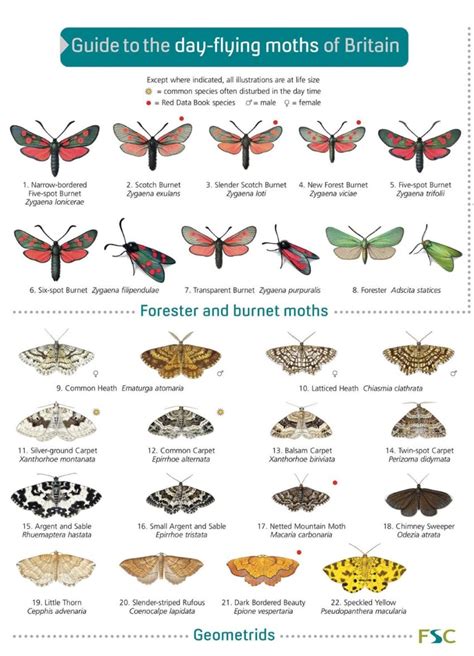 Moth identification - The guides have life-size colour images of moths common in each region. Each moth species is listed in its scientific family grouping, and there are photos of males and females for most species. Believe it or not, each moth image in the guide is the result of many individual images stacked together to produce a single, high-resolution image!